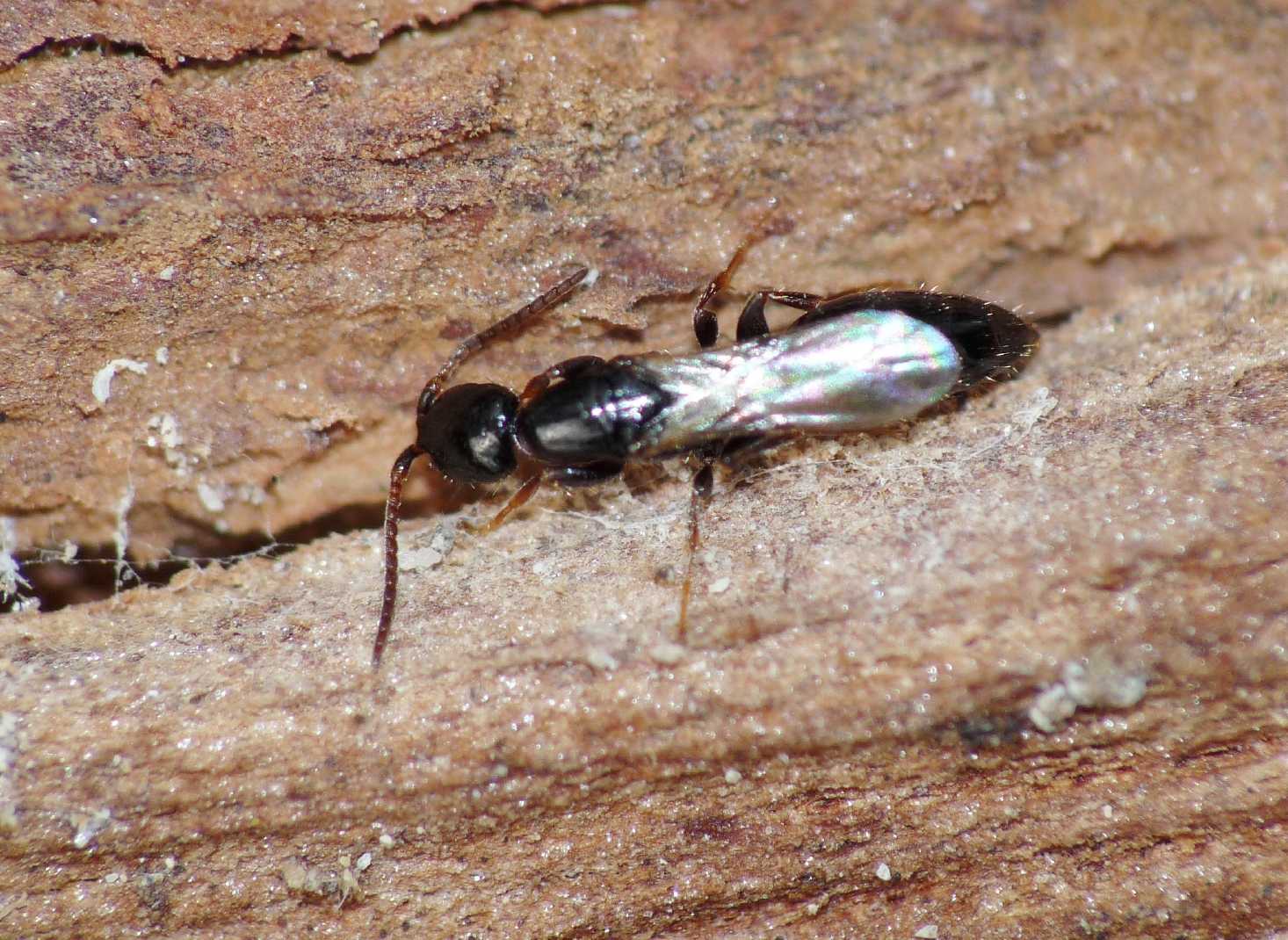 Bethilidae sotto corteccia di eucalipto